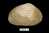 藏品(紫雲蛤)的圖片